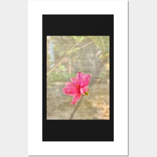 Peach tree blossom with texture Posters and Art